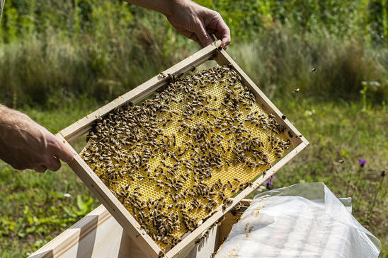BeeBox